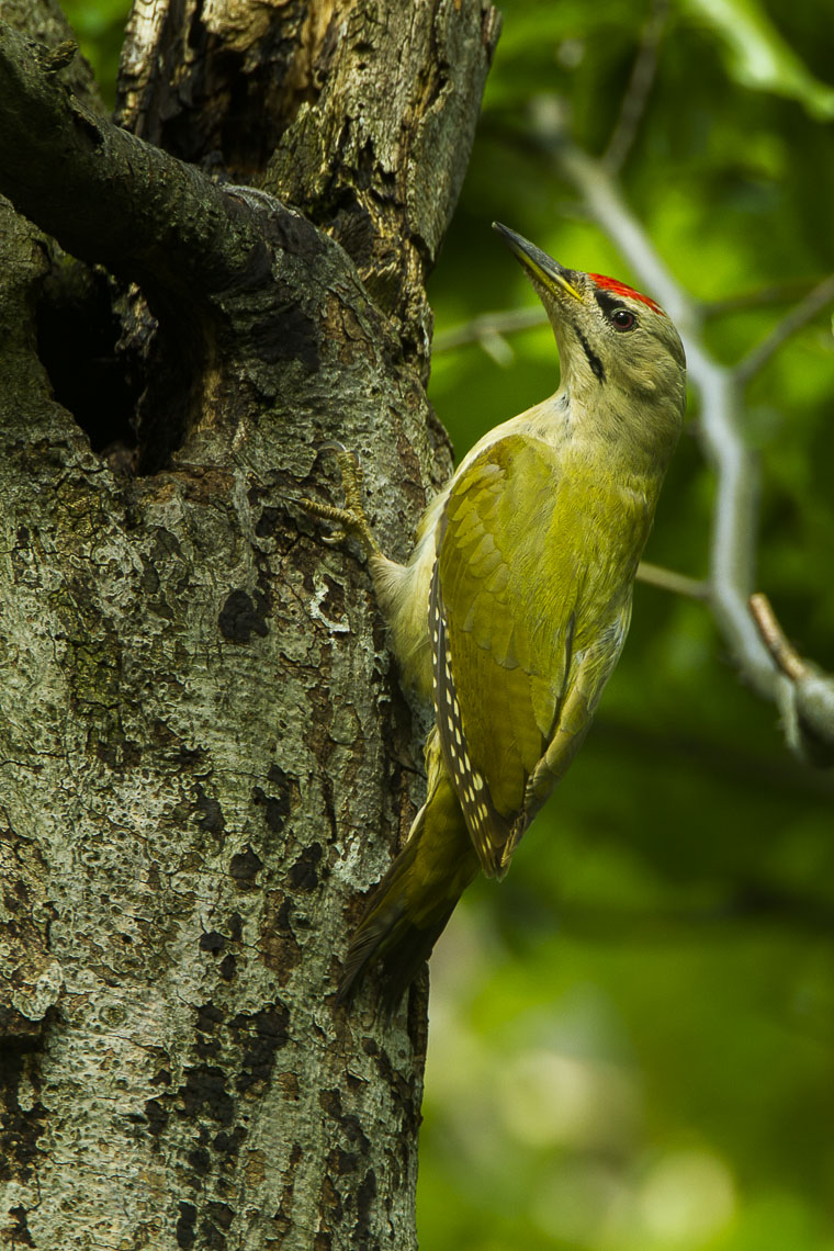 Picus canus