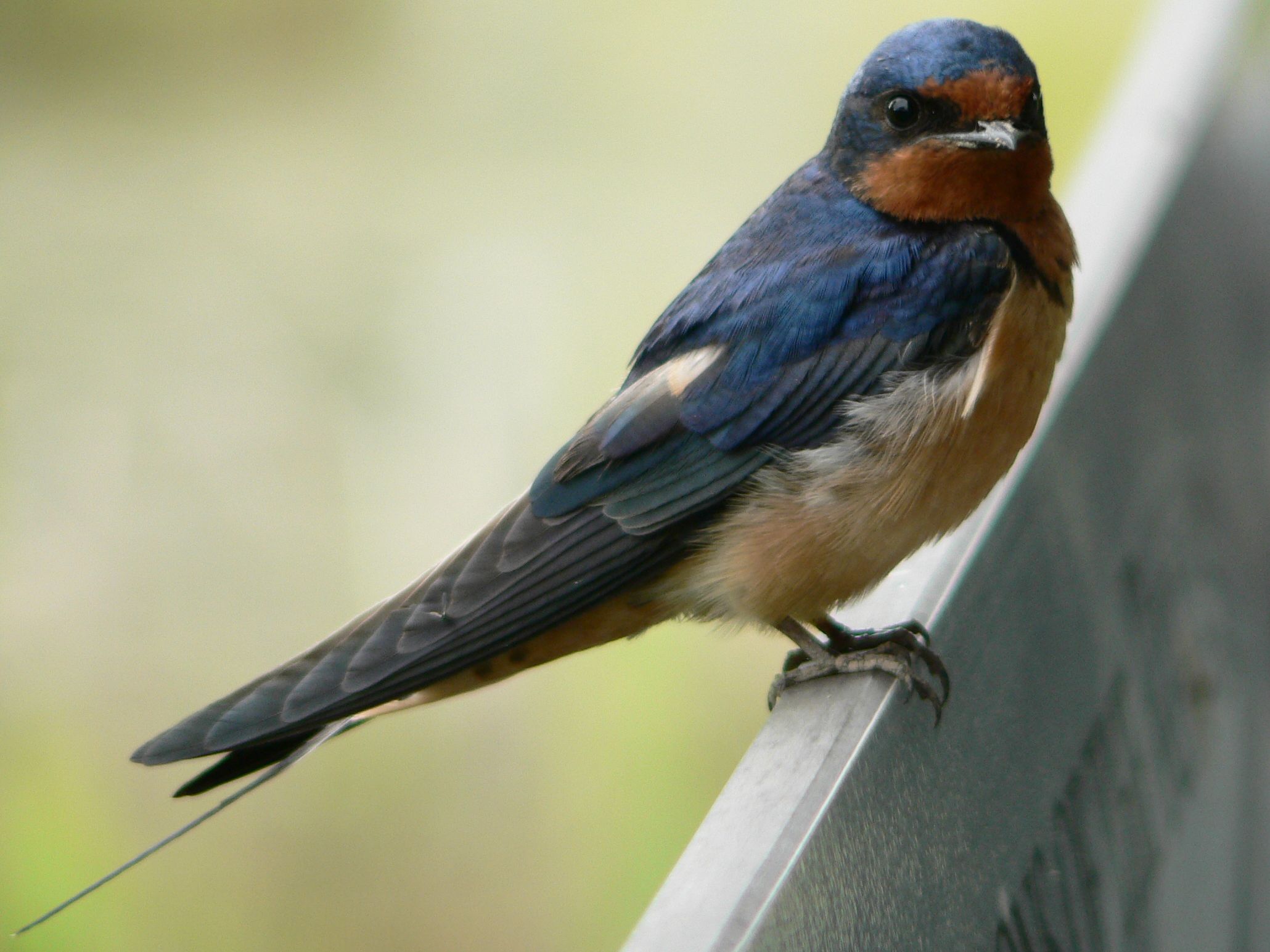 Hirundo rustica