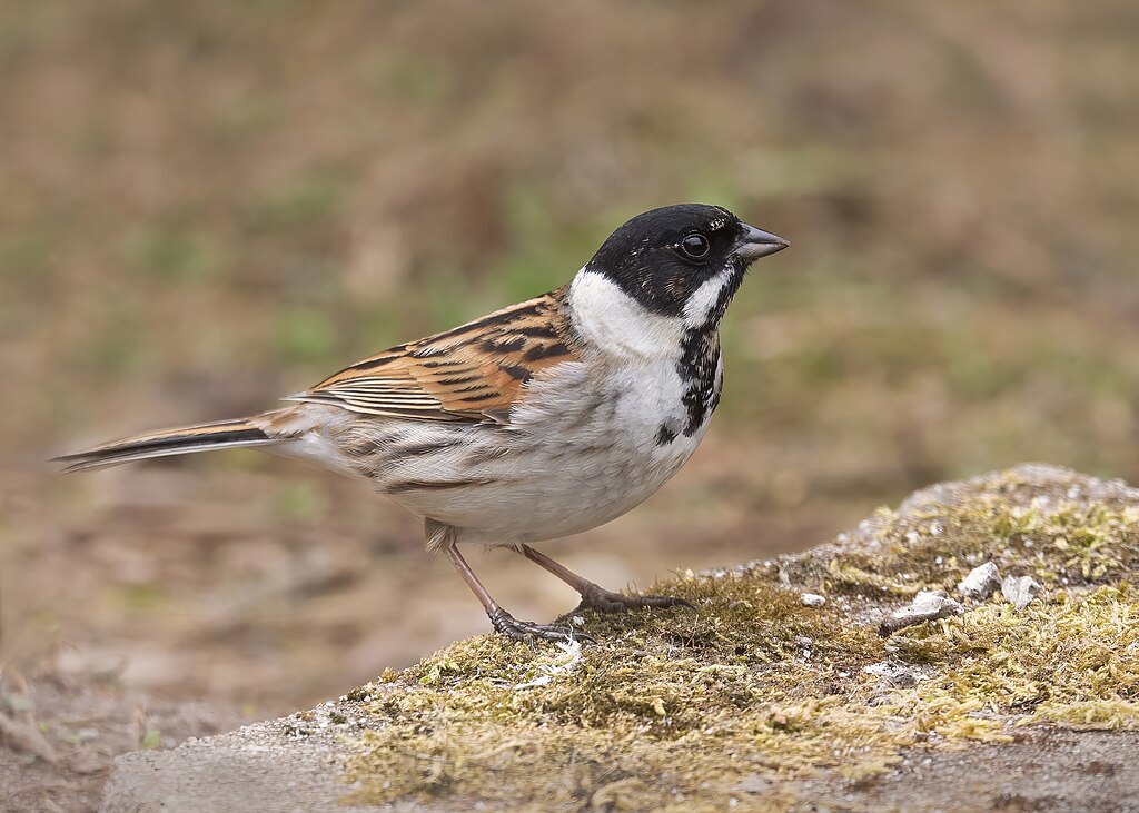 Emberiza schoeniclus