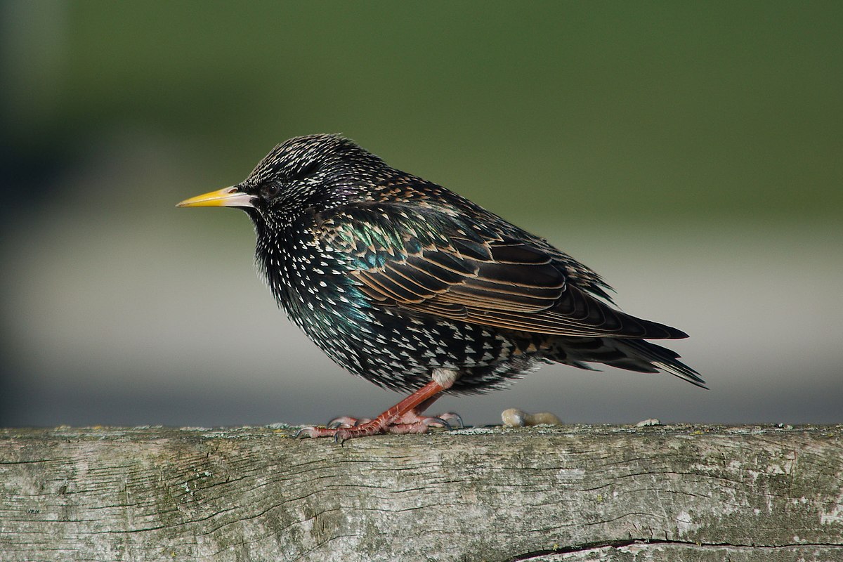 Sturnus vulgaris