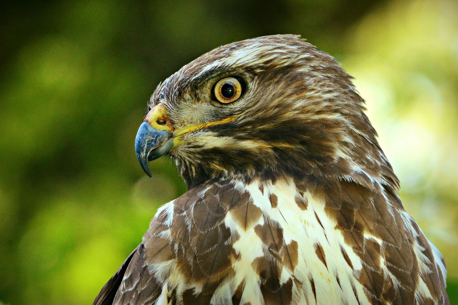 Buteo buteo