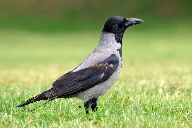 Corvus cornix