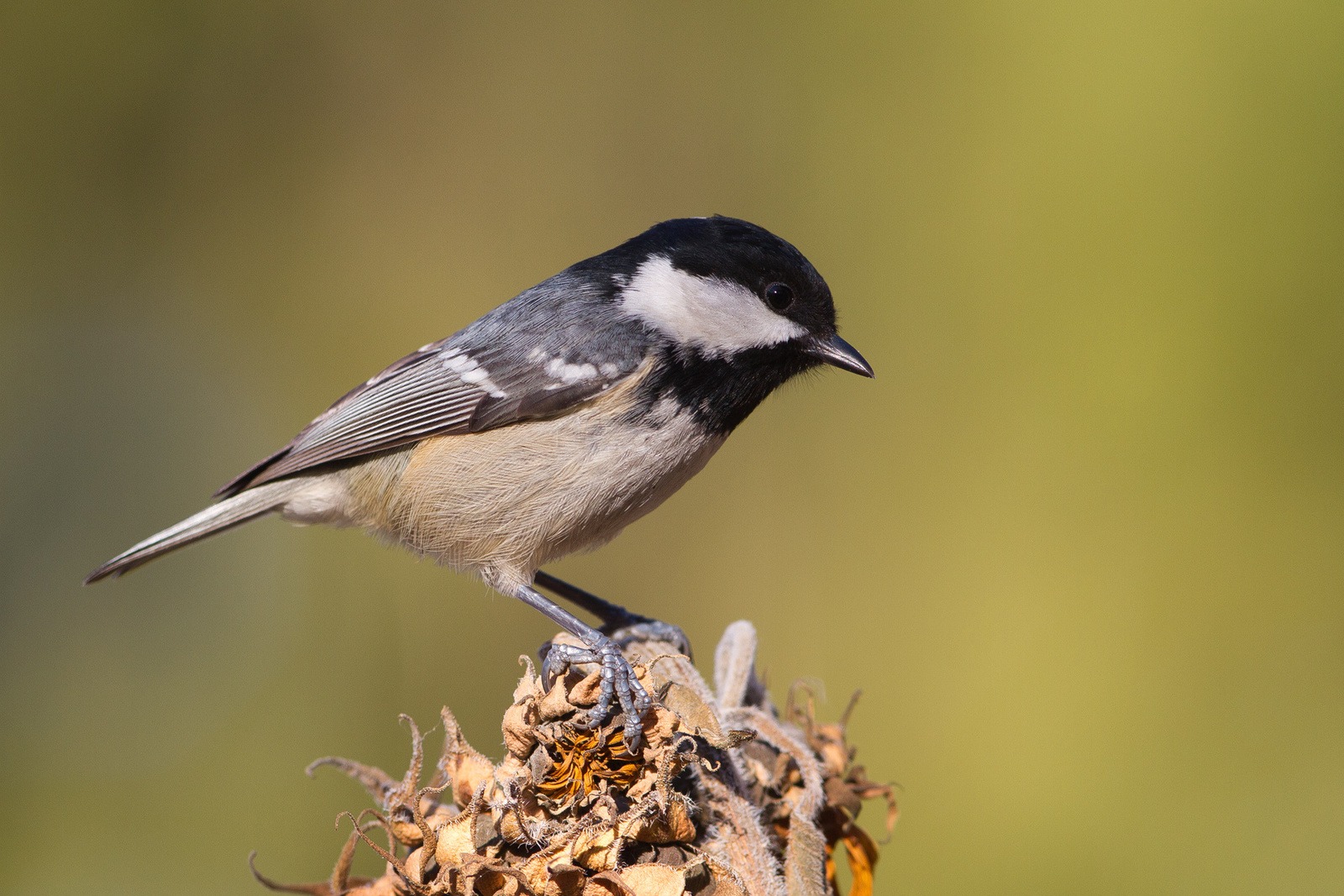 Periparus ater