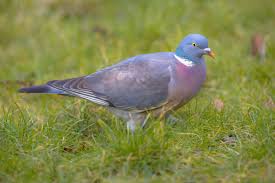 Columba palumbus