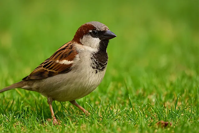 Passer domesticus