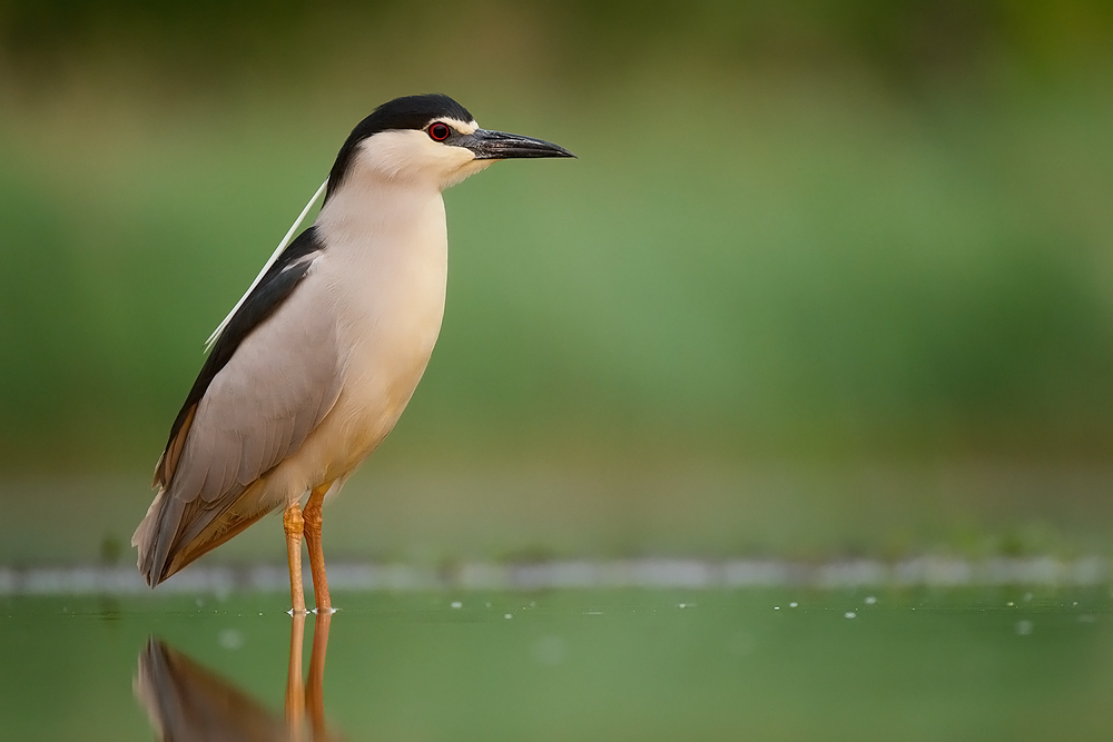 Nycticorax nycticorax