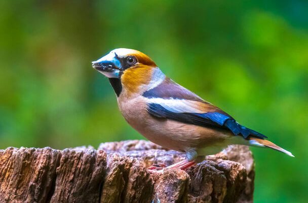 Coccothraustes coccothraustes