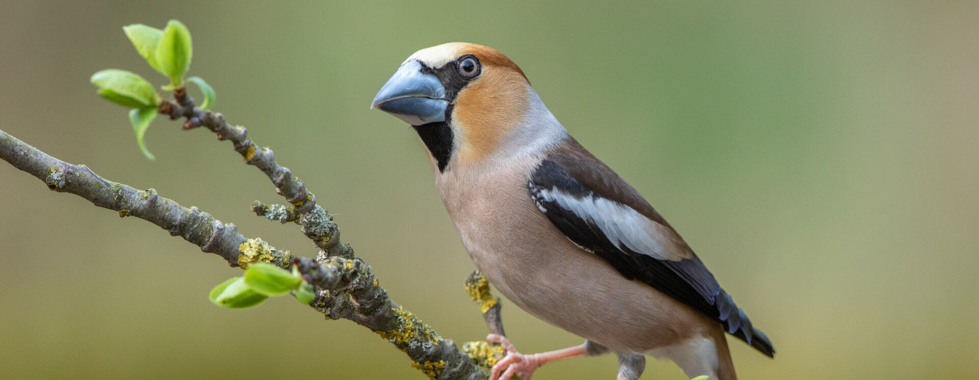 Coccothraustes coccothraustes