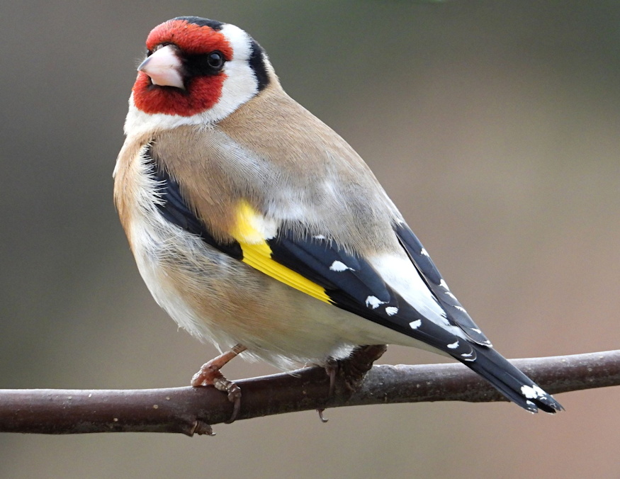 Carduelis carduelis